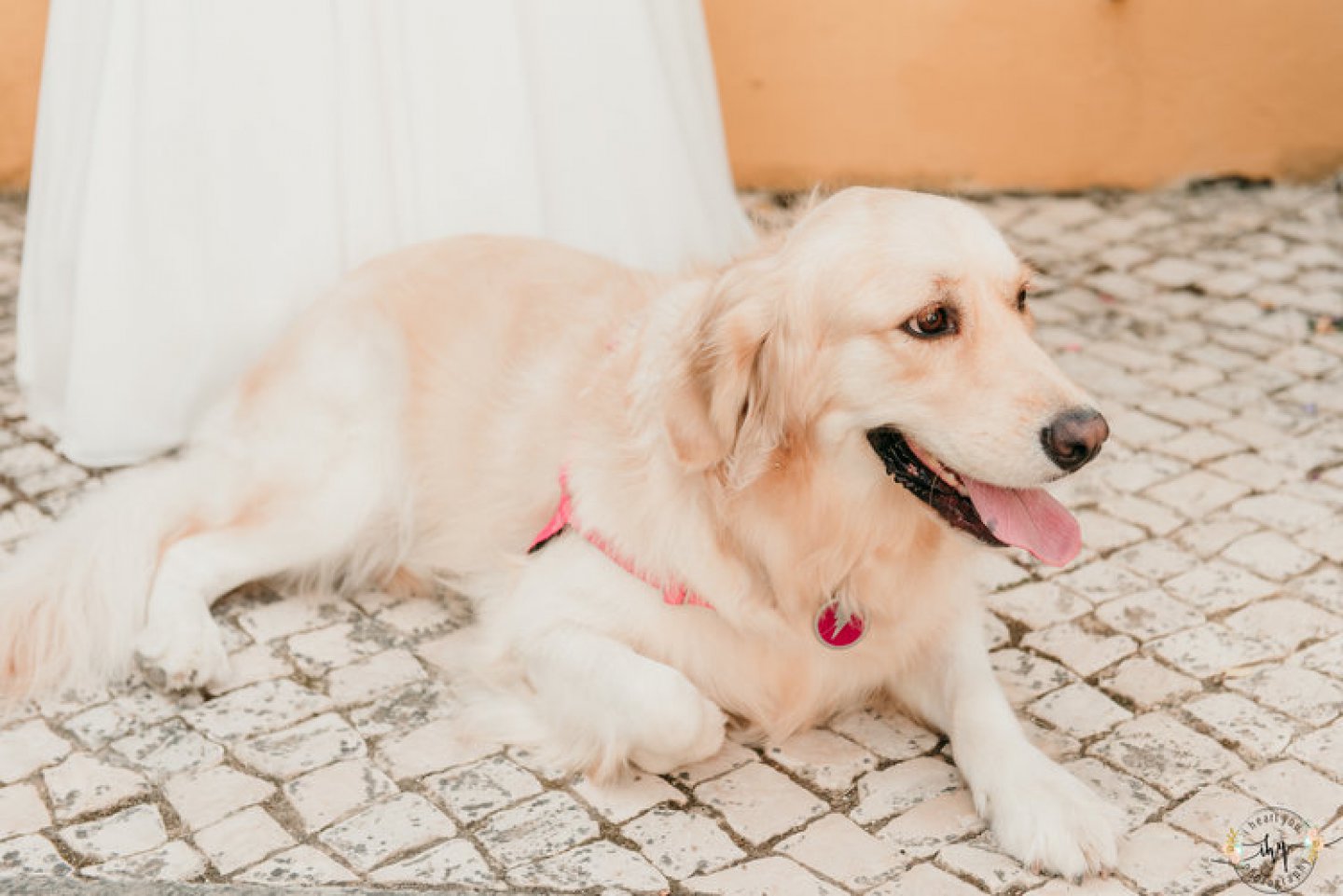 casamento rustico com cao de alianças