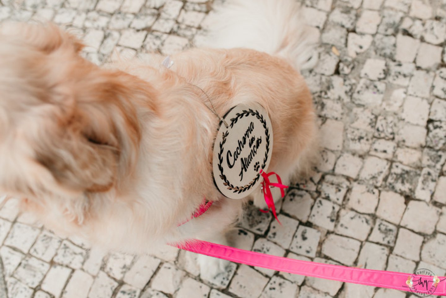 casamento rustico com cao de alianças