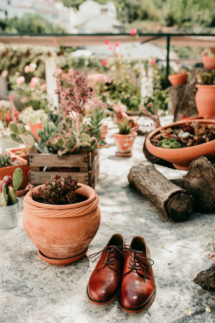 casamento rustico com cao de alianças