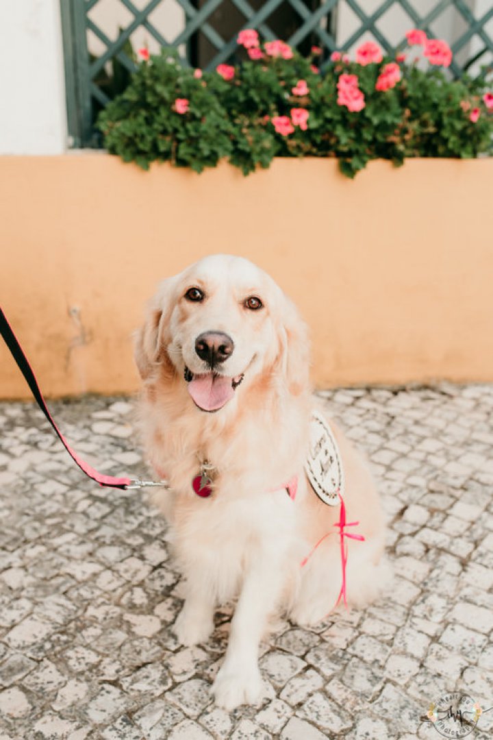 casamento rustico com cao de alianças